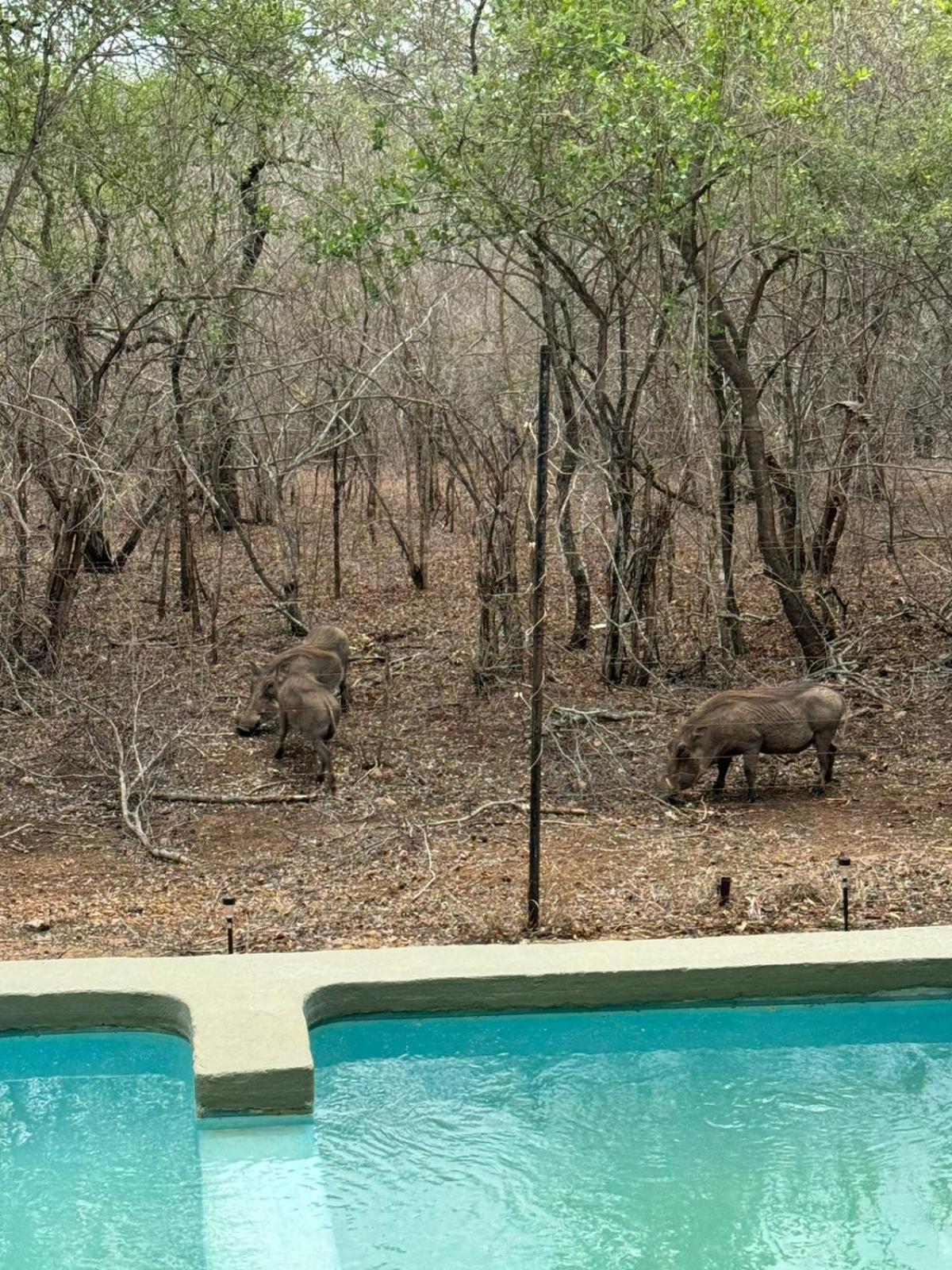 Kruger Maroela Apartment Marloth Park