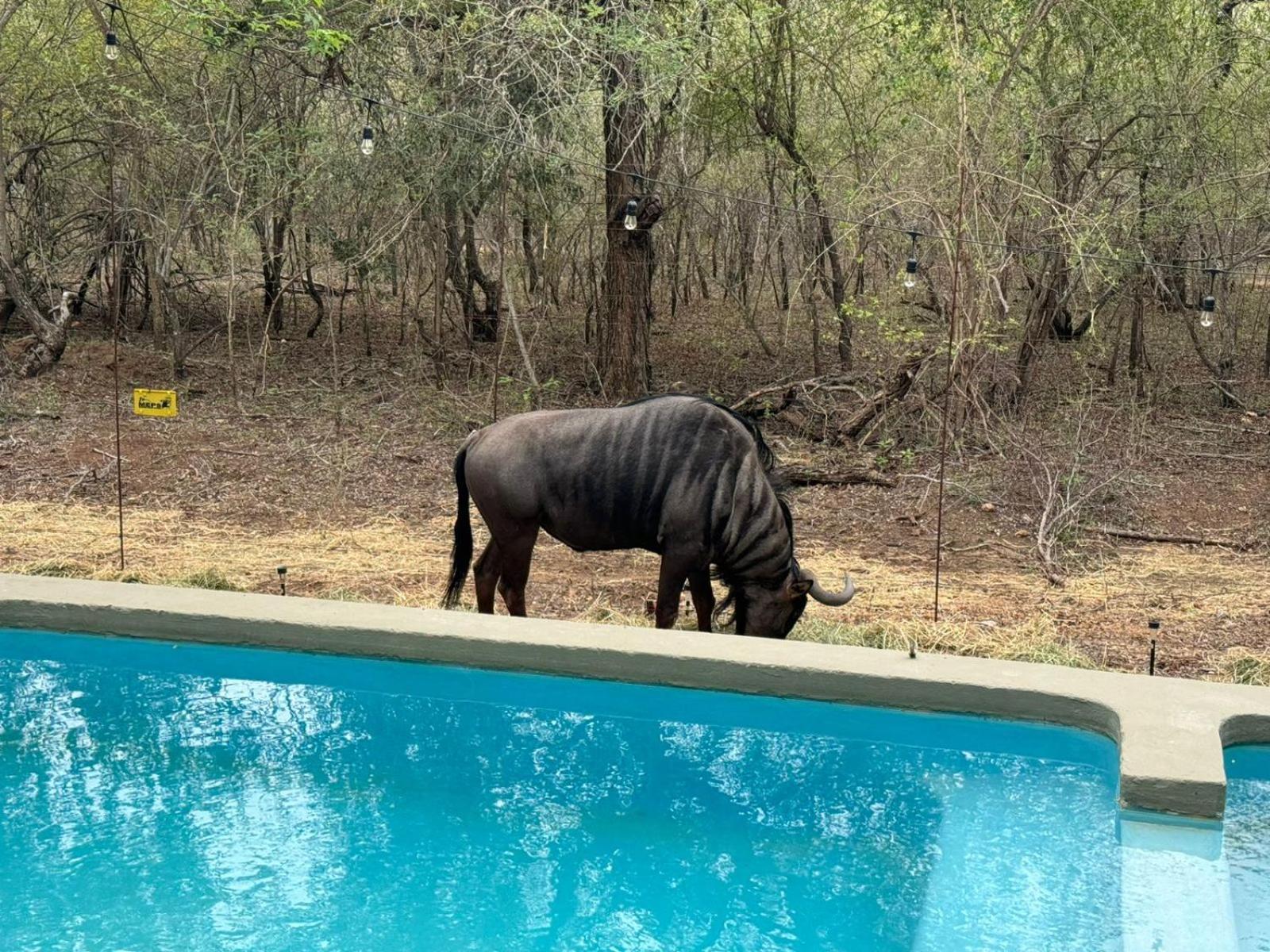 Kruger Maroela Marloth Park