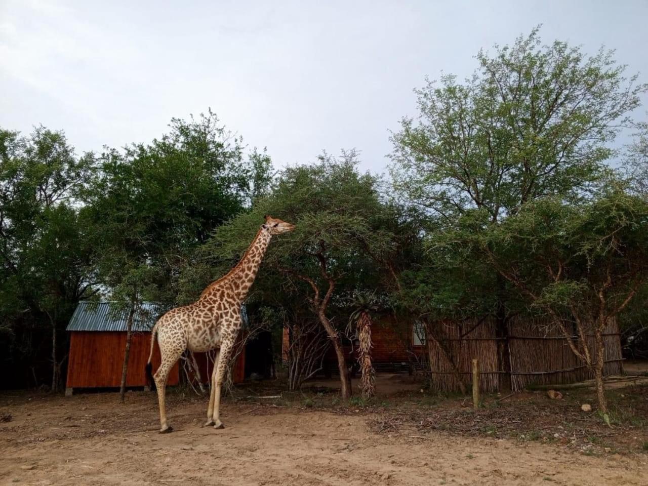 Kruger Maroela * Marloth Park