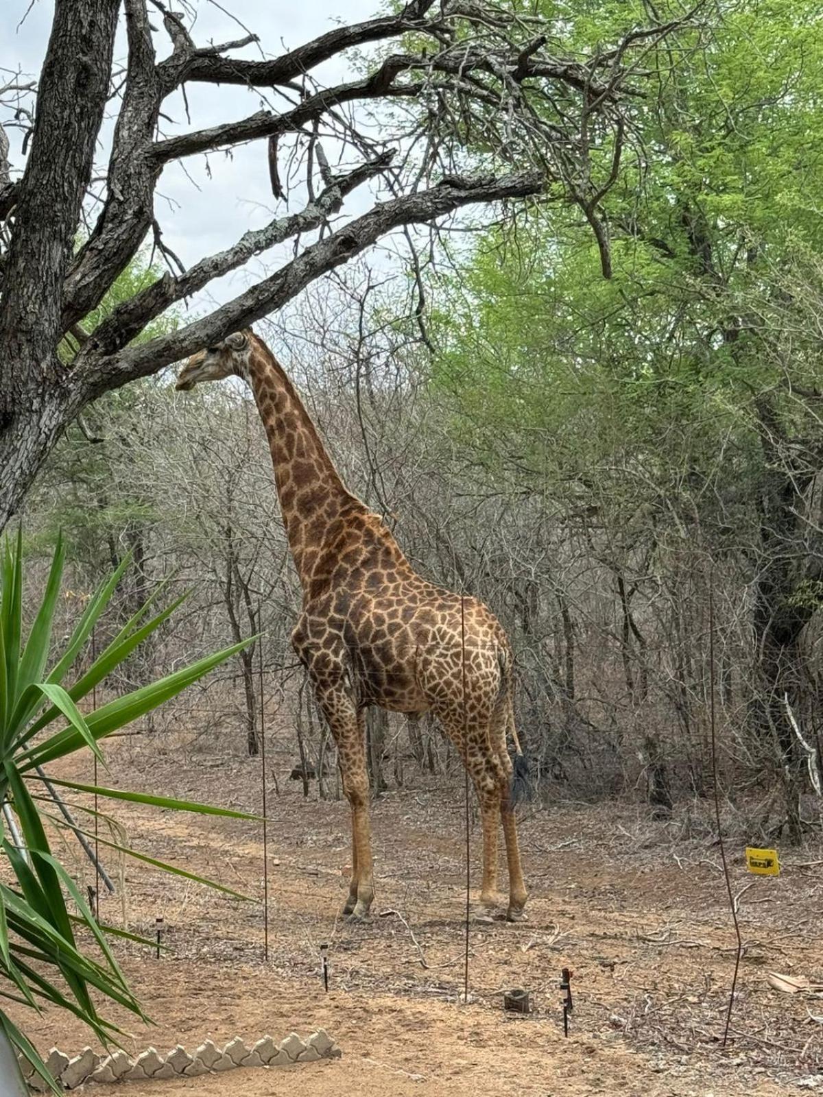 Kruger Maroela Apartment