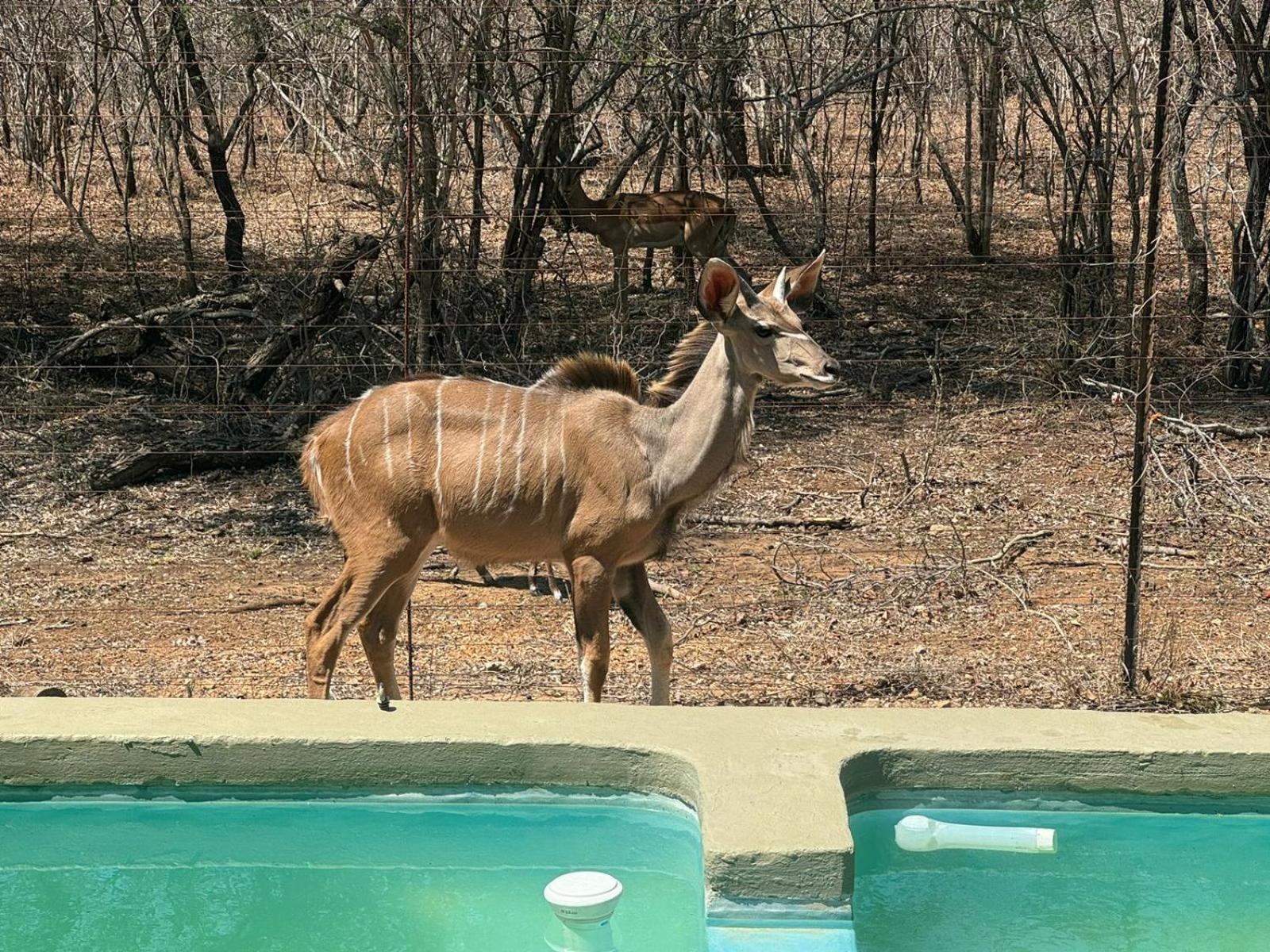 Kruger Maroela *